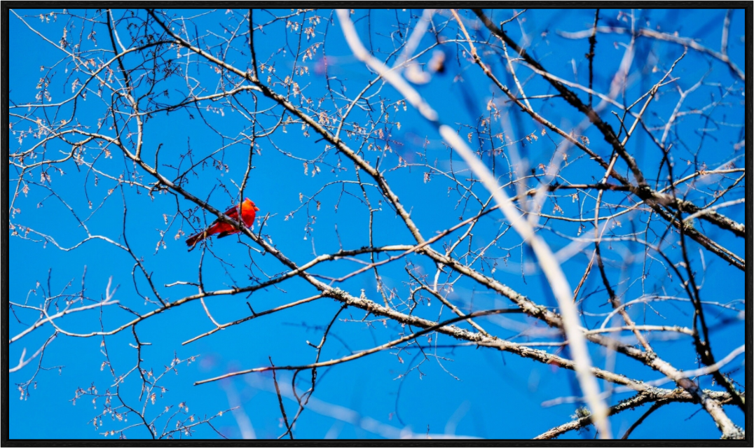 Main image Brilliant Red