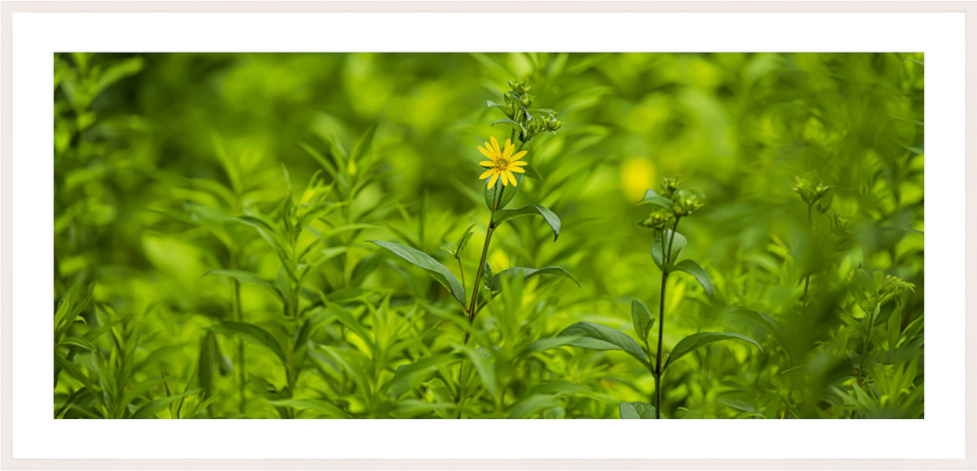 Main image Lonely Bloom