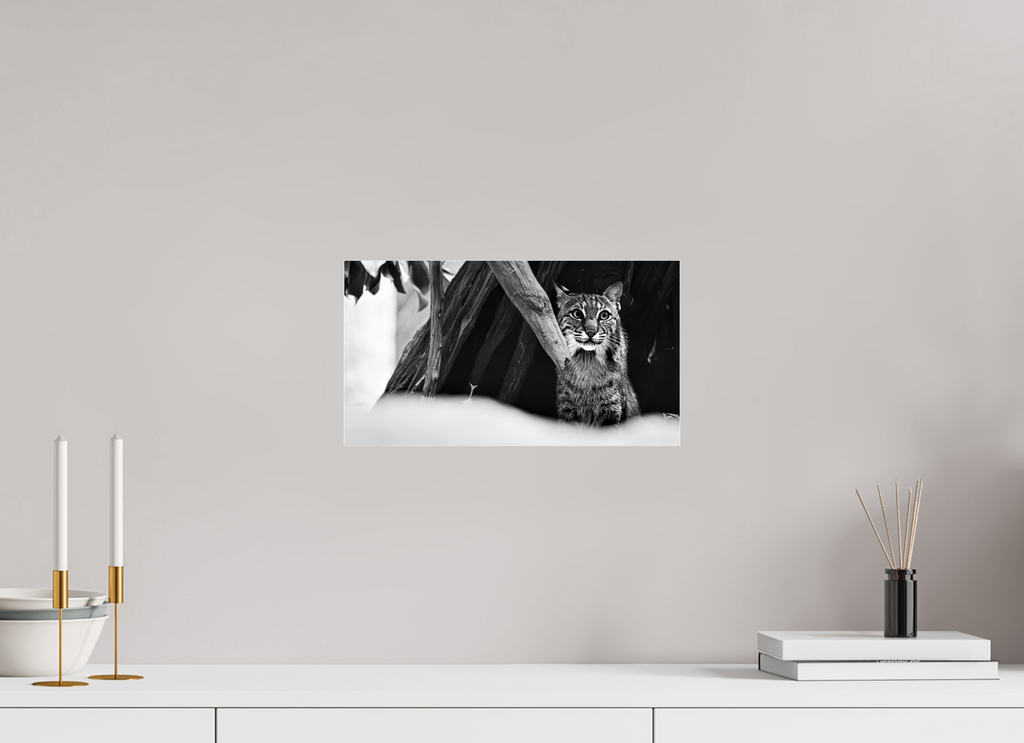 14.5 x 8″, Photo Print Under Acrylic Glass Lynx Dreams