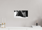 14.5 x 8″, Photo Print Under Acrylic Glass Lynx Dreams