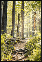 morning light golden forest fine art wall art photography