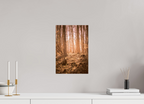 golden solitude forest landscape wall art photography