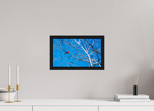 13.7 x 8″, Floater Frame Brilliant Red