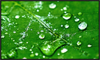 Emerald Morning Dew Luxury Hydrating Beauty