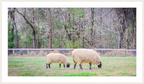 ranquil Pastures Serene Countryside Landscape Wall Art