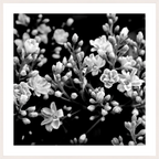 Main image Midnight Blossoms black and white floral fine art print
