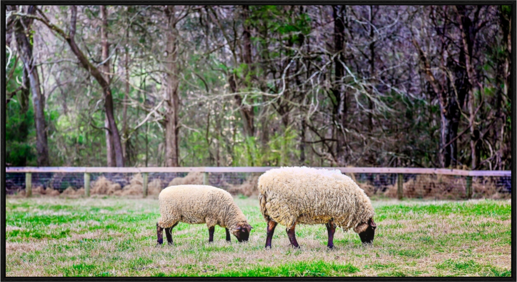 Main image Tranquil Pastures