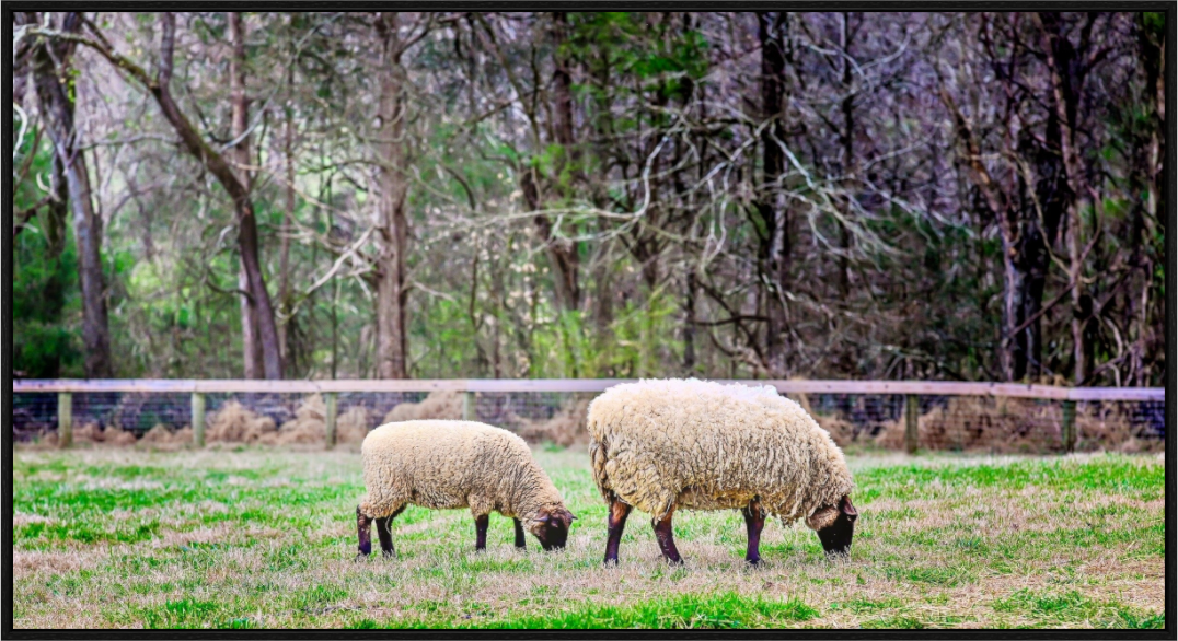 Main image Tranquil Pastures