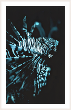 silent sovereign lionfish underwater fine art photography