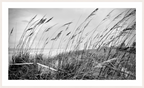 Main image Whispering Sea Oats