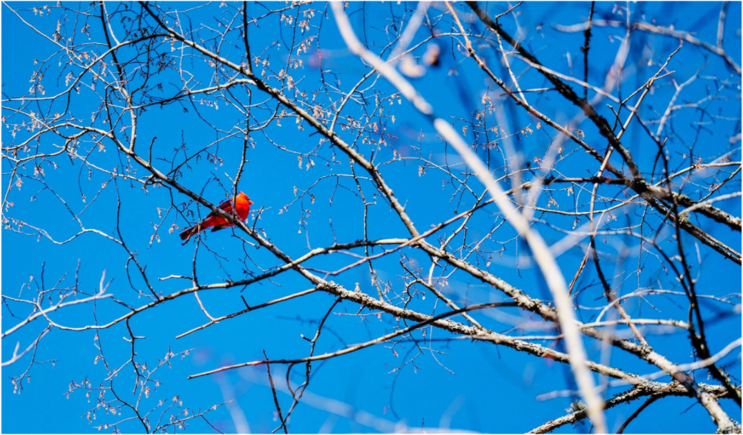 Main image Brilliant Red