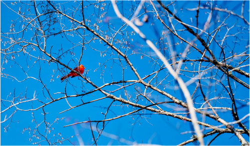 Main image Brilliant Red