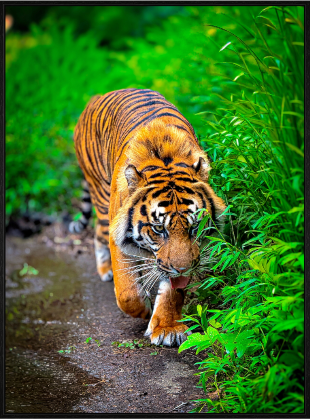 Main image On the Prowl
