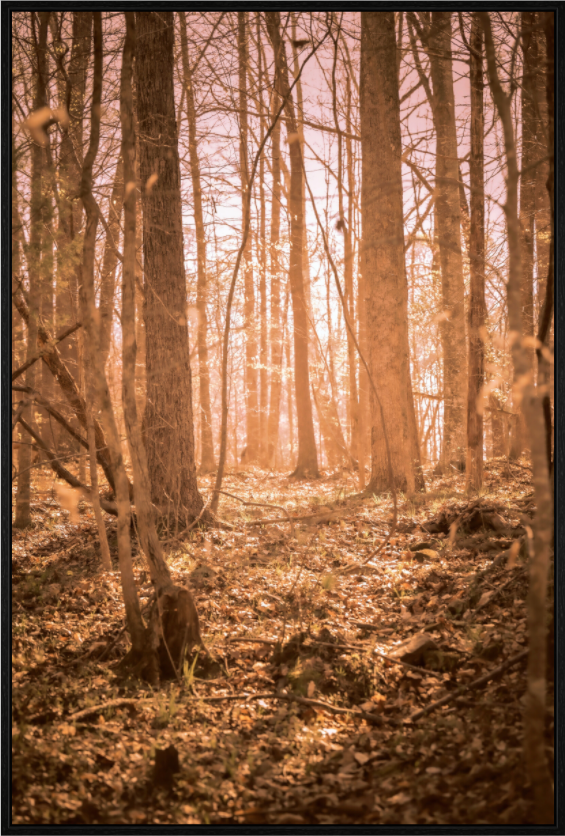 Main image Golden Solitude