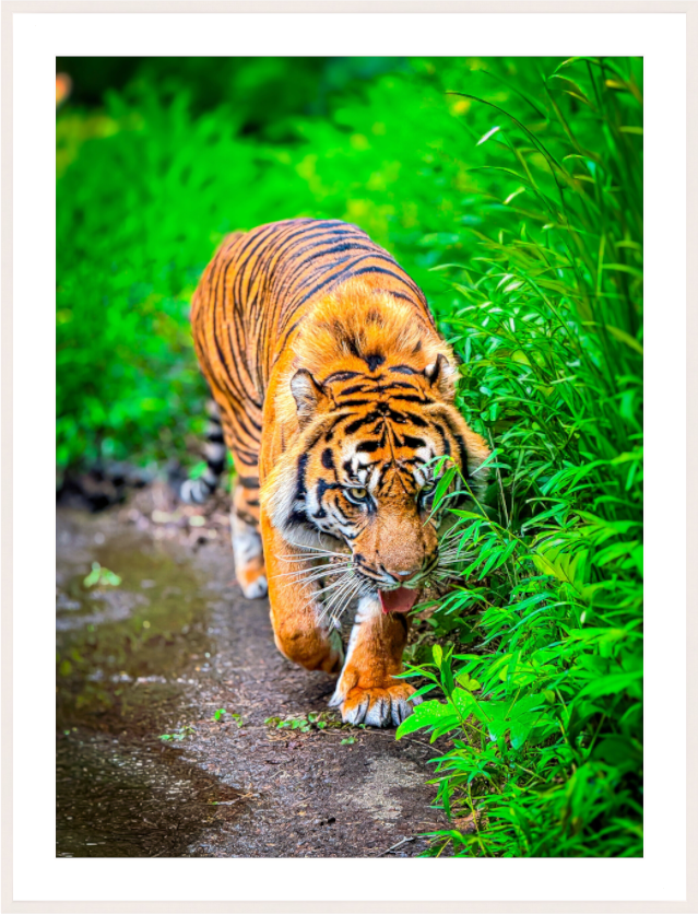 Main image On the Prowl