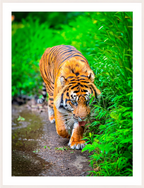 On the Prowl Bold Contemporary Wildlife Wall Art