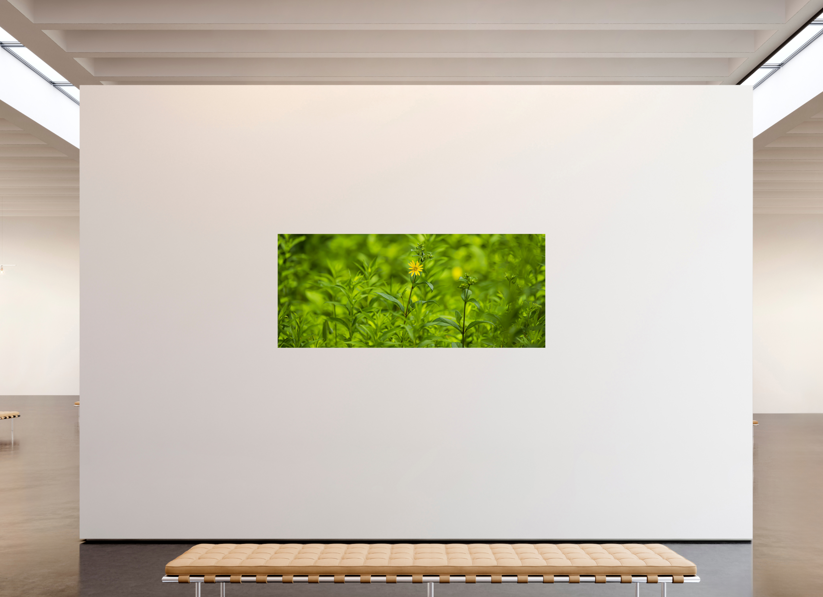 82.3 x 35″, Photo Print On Fuji Crystal DP II Lonely Bloom