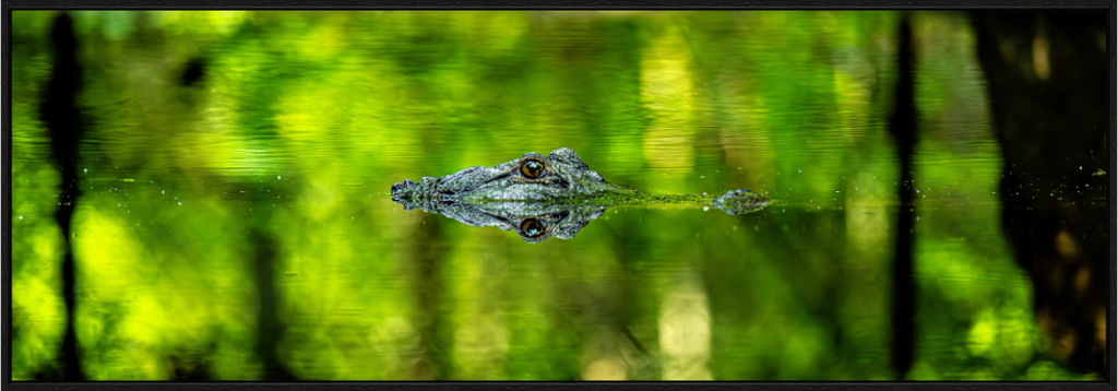 Main image Lurking Reflections