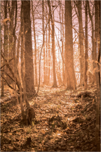 golden solitude forest landscape wall art photography