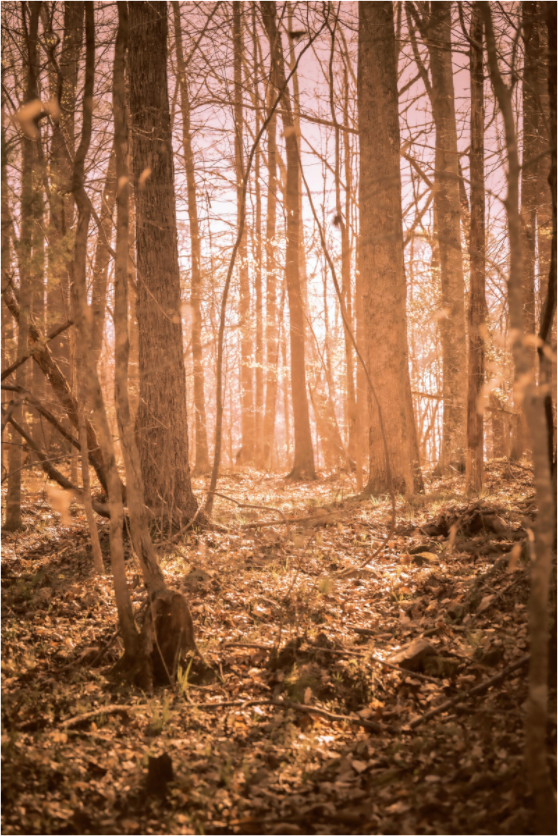 Main image Golden Solitude