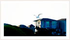 Main image White Egret Flying Over Coastal Beach House