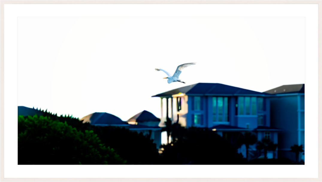 Main image White Egret Flying Over Coastal Beach House