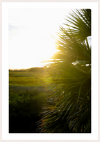 Main image Golden Hour Sunset Through Palm Fronds in Coastal Marshland