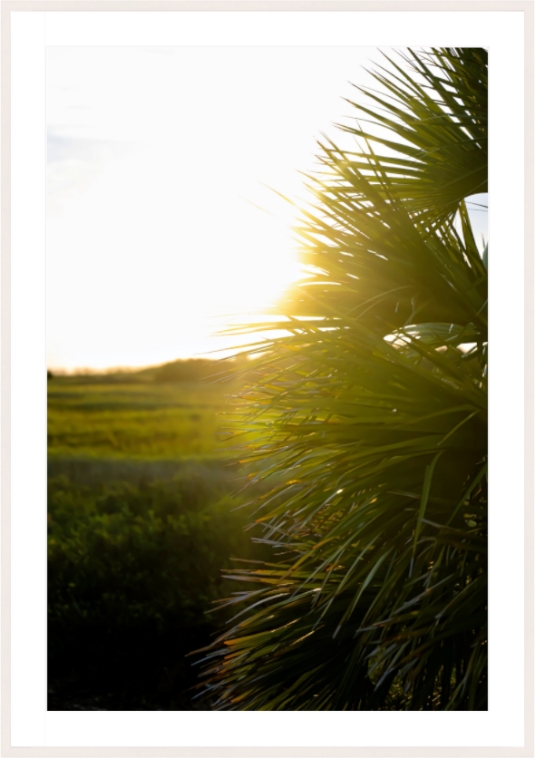 Main image Golden Hour Sunset Through Palm Fronds in Coastal Marshland