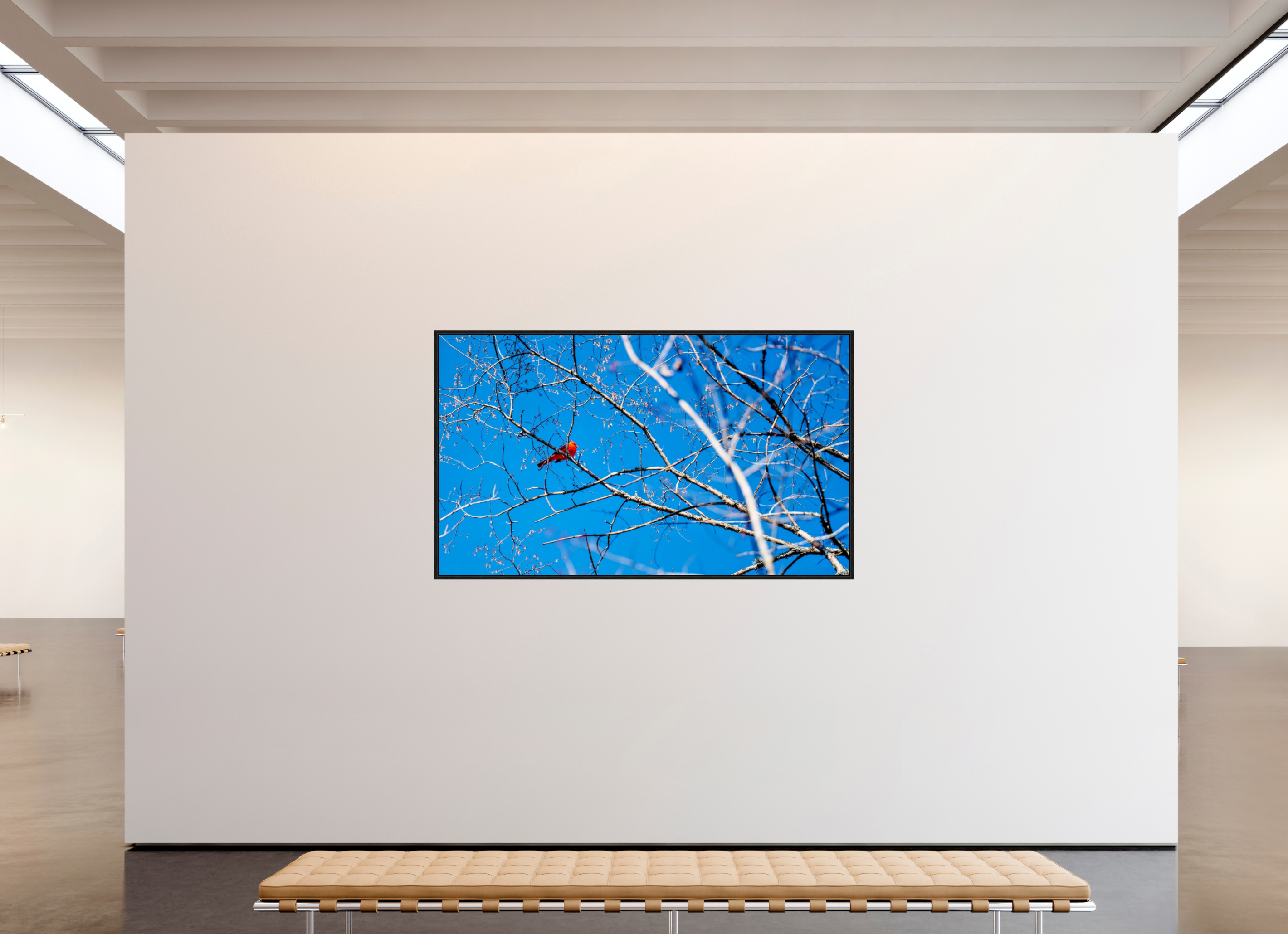 80.3 x 47″, Floater Frame Brilliant Red