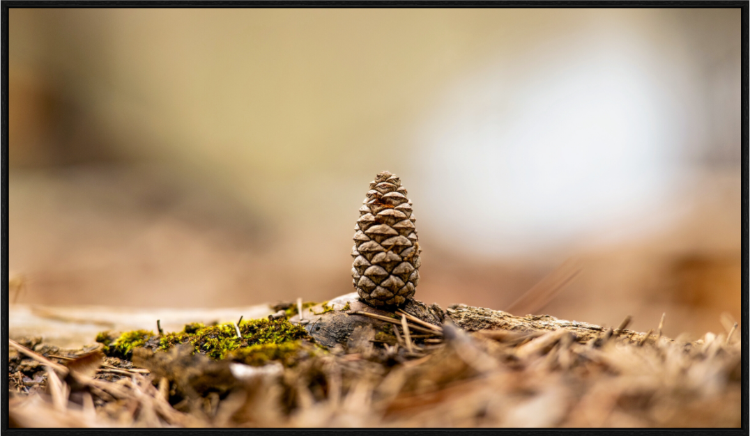 Main image Macro Cone