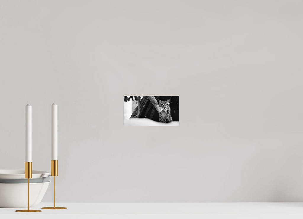 7.2 x 4″, Photo Print Under Acrylic Glass Lynx Dreams
