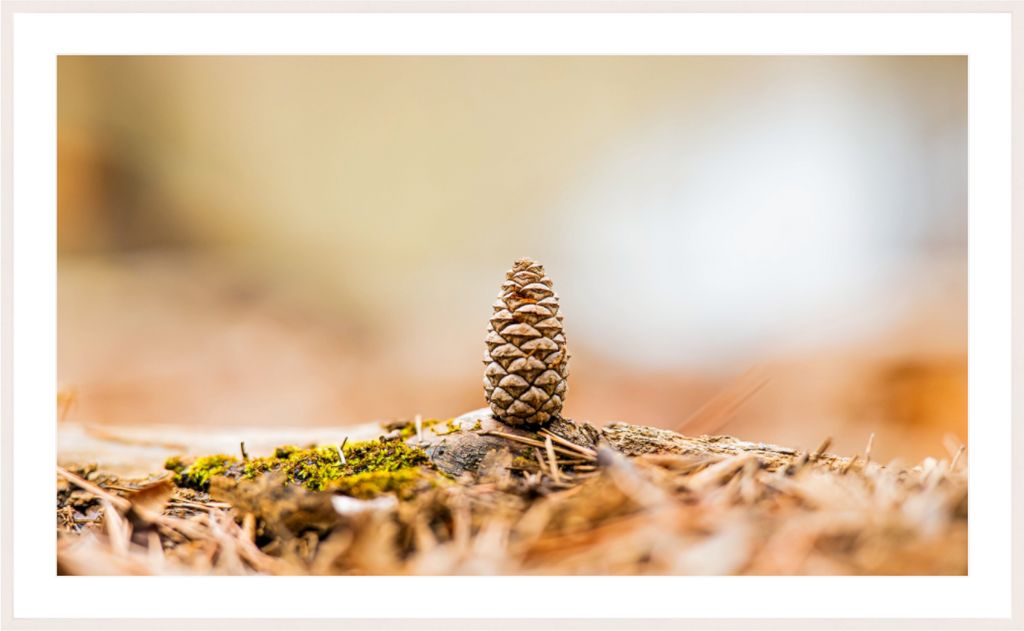 Main image Macro Cone