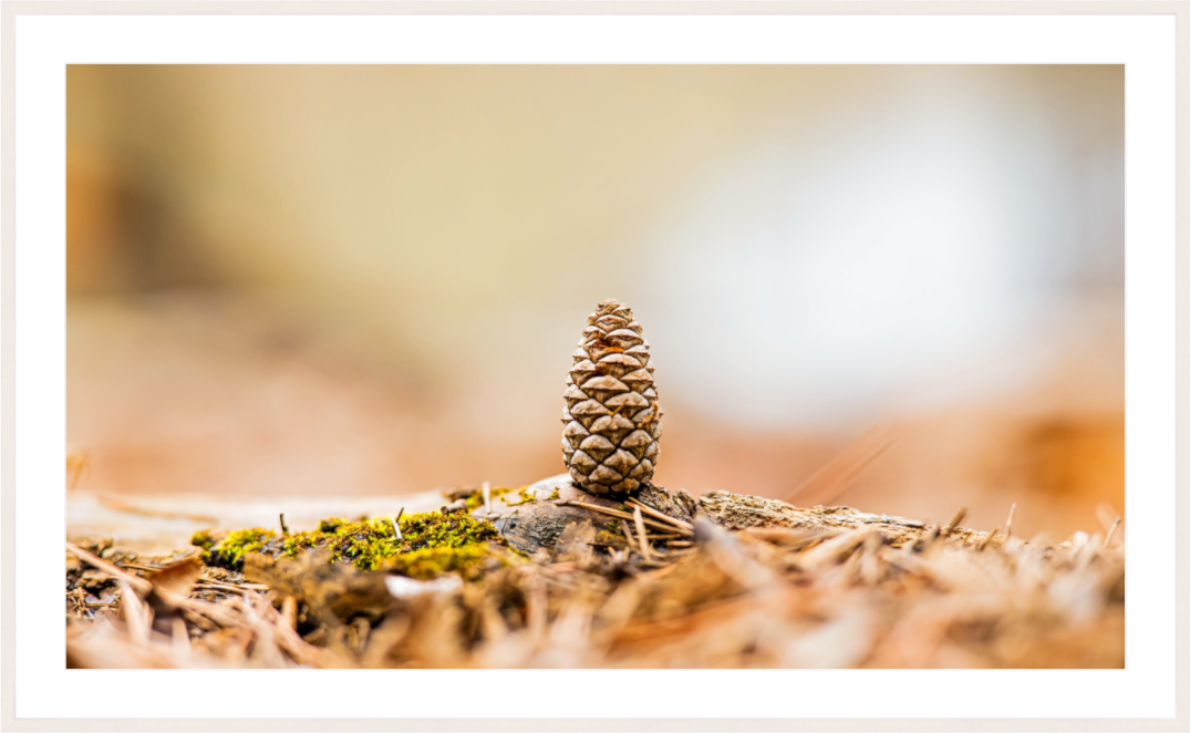 Main image Macro Cone