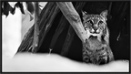 Main image Lynx Dreams