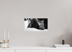 14.5 x 8″, Photo Print On Fuji Crystal DP II Lynx Dreams